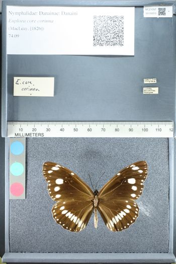 Media type: image;   Entomology 159315